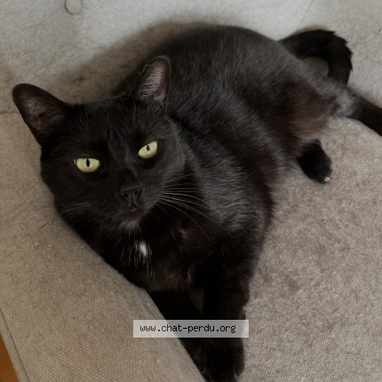 Photo 1/1 MIMI Cat lost in Longueuil