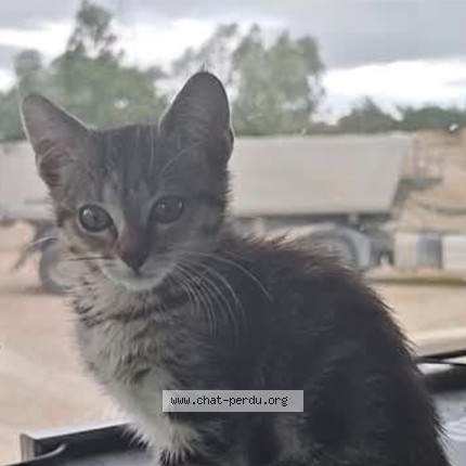 Photo of a cat found in N59 Kintzheim