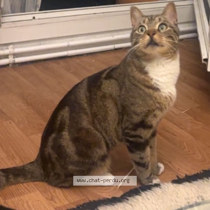 Picture of cat found at Paris