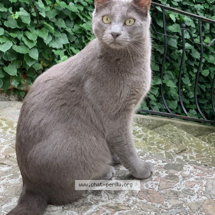 Photo of a cat found in Tarbes