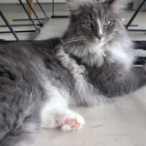 Odin