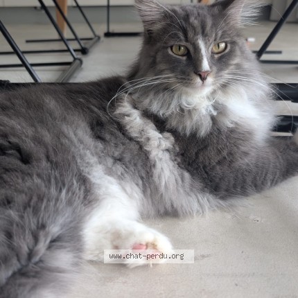 Foto 1/1 Odin Katze verloren in Preverenges