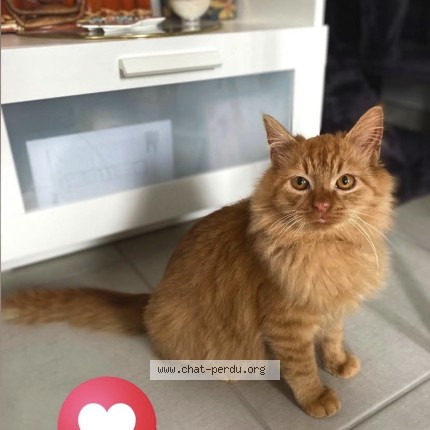 Photo of a cat found in Vitry Sur Orne