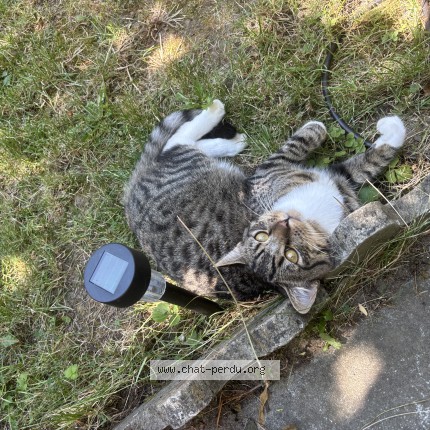 Foto 1/1 Kat teruggevonden Vermist in Anderlecht