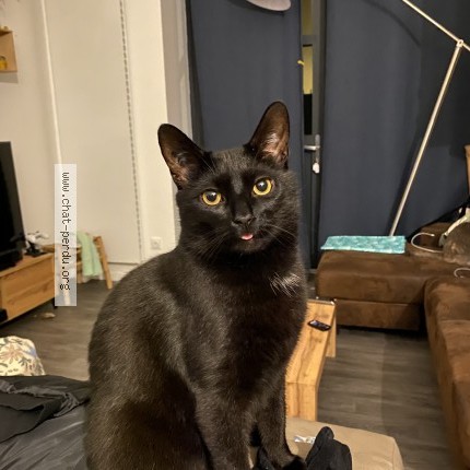 Photo of a cat found in Charmont Sous Barbuise
