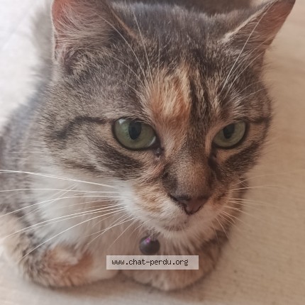 Foto 1/1 nala Kat vermist in Midelkerke