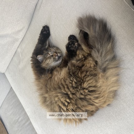 Foto einer verlorenen Katze in Geneve