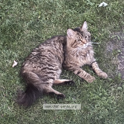 Photo 1/1 Found cat Found in Saint Laurent