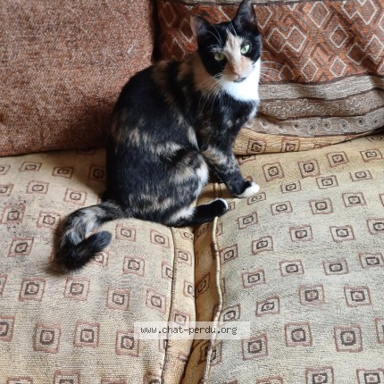 Foto einer verlorenen Katze in Vuarmarens