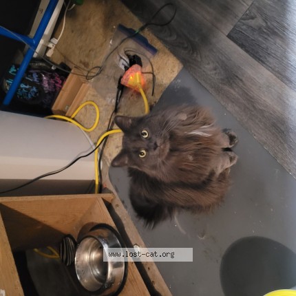 Photo 1/1 wolfy Cat lost in Lethbridge