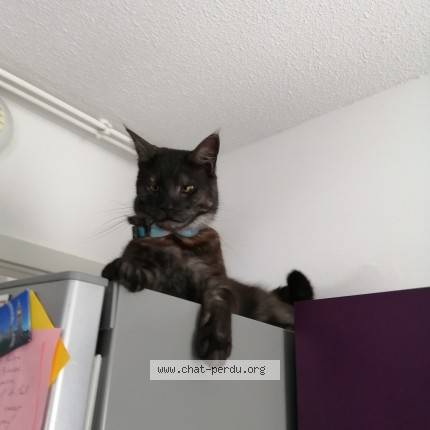 Photo of a cat found in Brumath