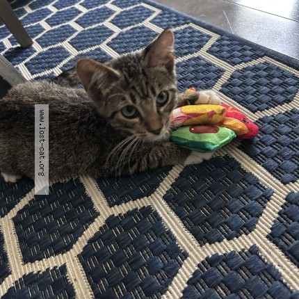 Photo 1/1 Anpu Cat lost in Garland