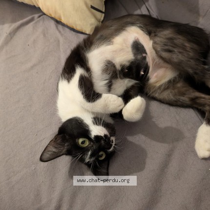 Photo of a cat found in Rennes