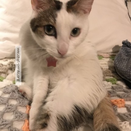 Photo of a cat found in Marseille