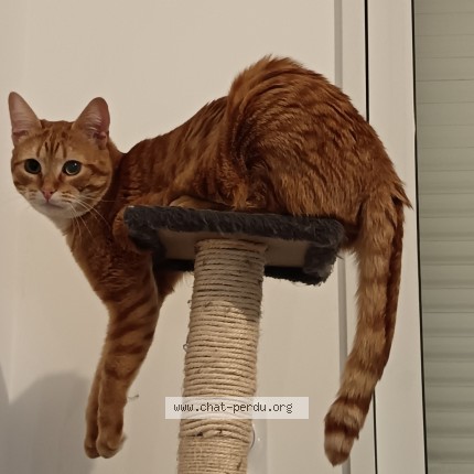 Photo of a cat found in Aizenay