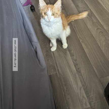 Photo of a cat found in Vaulx En Velin