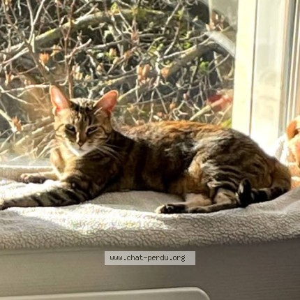 Photo of a cat found in Mazamet