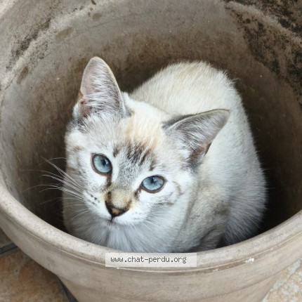 Photo of a cat found in Pau