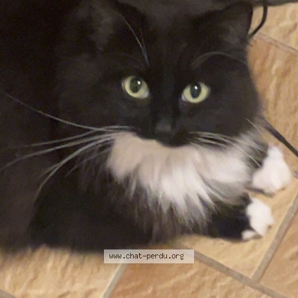 Photo of a cat found in Saint Jacut Du Mene