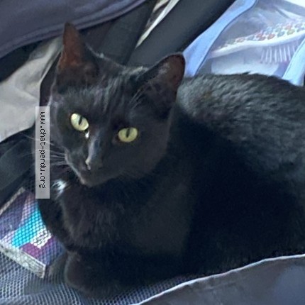 Photo of a cat found in Vaires Sur Marne