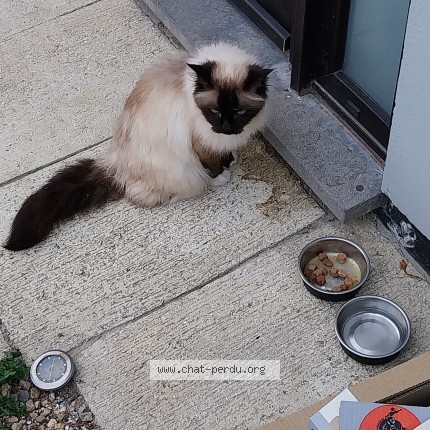 Foto van vermiste kat in Waterloo