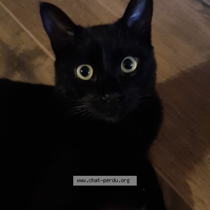 Photo of a cat found in Villeneuve Tolosane