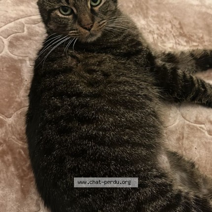 Foto 1/1 pitchi Kat vermist in Molenbeek Saint Jean
