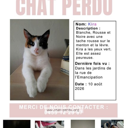 Foto van vermiste kat in Mouscron