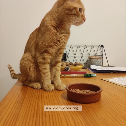 Photo of a cat found in Balma