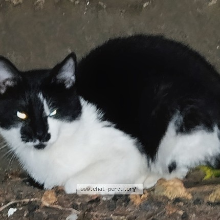 Foto 1/1 Kat gevonden Gevonden in Saint Josse Bruxelles