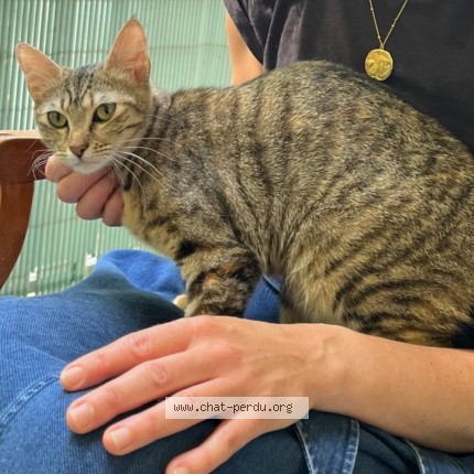Photo of a cat found in Ecaille Allix