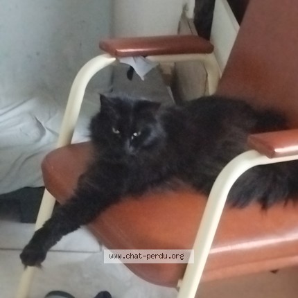 Photo of a cat found in Saint Samson La Poterie