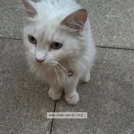 Photo of a cat found in Viry Chatillon
