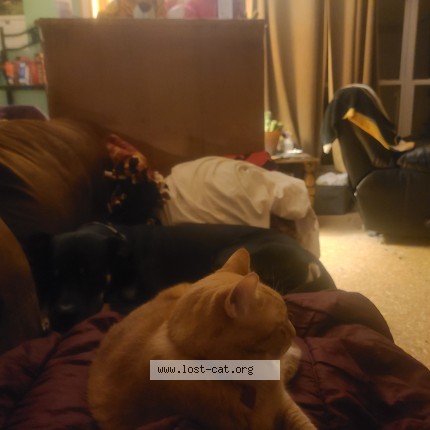 Photo 1/1 garfield Cat lost in Tomahawk