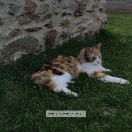 Photo of a cat found in Beaufort En Vallee