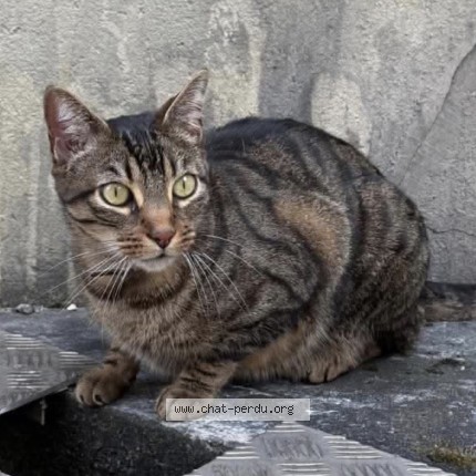 Photo of a cat found in Mainvilliers