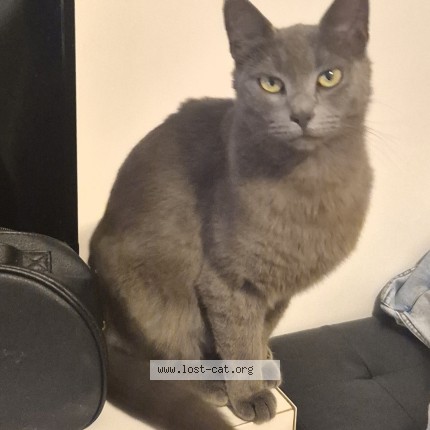 Foto di gatto smarrito a Roma