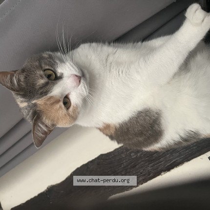 Photo of a cat found in Rouen