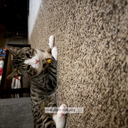 Photo 1/1 Shimi Cat lost in Gresham