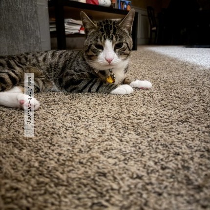 Photo 1/1 Shimi Cat lost in Gresham