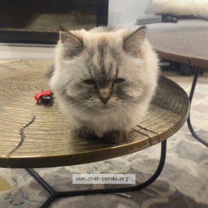 Photo 1/1 angela Cat lost in Vaudreuil Dorion