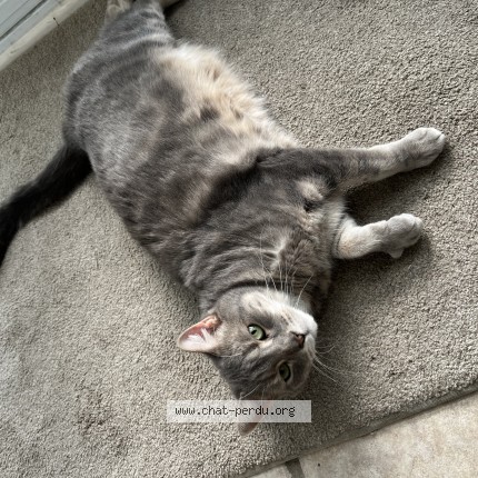Photo 1/1 Zelda Cat lost in Roxboro