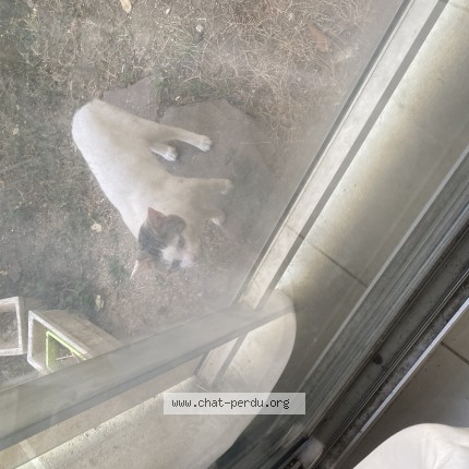 Photo of a cat found in Paris