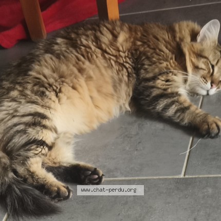 Photo of a cat found in Mouans Sartoux