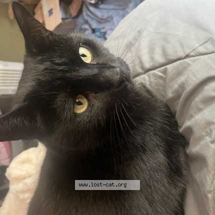 Photo of a cat found in Baltimore