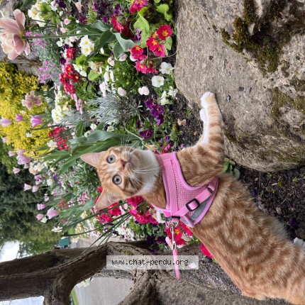 Photo of a cat found in Pluneret