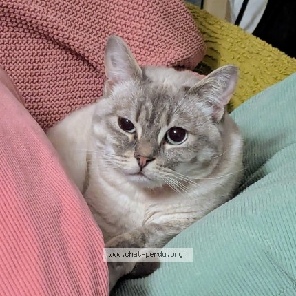 Photo of a cat found in Douarnenez