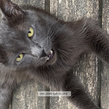 Photo of a cat found in Neuville En Ferrain
