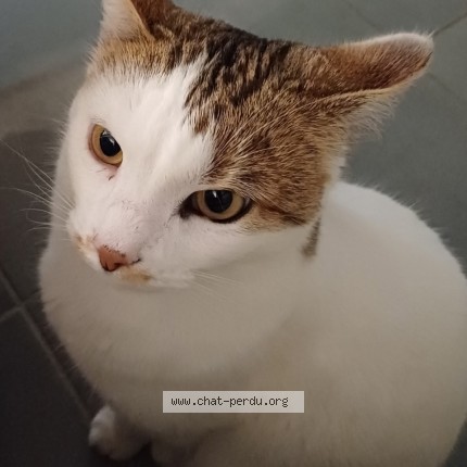 Photo of a cat found in Fresquiennes