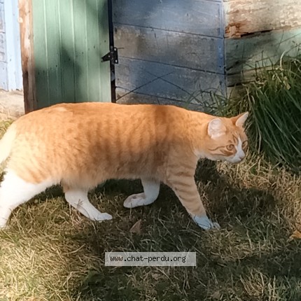 Photo of a cat found in Mauves Sur Huisne
